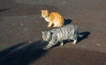 Homeless cats begging for food in winter. Problem of homeless, stray and abandoned animals. problem of stray animals, concept of Royalty Free Stock Photo