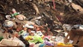 Homeless cats in a city dump looking for food.