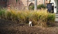 Homeless cats family in Castello Sforzesco aka Sforza Castle Milan Royalty Free Stock Photo