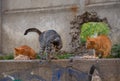 Homeless cats on the street Royalty Free Stock Photo