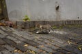 Homeless cats on the streets of Tbilisi.