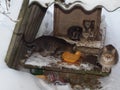 Homeless cats in winter near a street kennel eat sponsored food