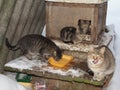 Homeless cats in winter near a street kennel eat sponsored food