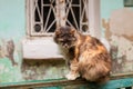 A homeless city cat with evil insidious look in front of scratched wall in the classic old yard of Odessa Ukraine