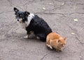 Homeless comrades, cat and dog Royalty Free Stock Photo