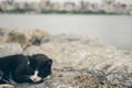 Homeless cute adult black and white tuxedo cat lies on the stones by the sea and sleeps, rests. Turkey, Istanbul. The