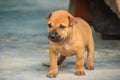 Homeless cute brown little dog walks in street. Cute stray puppy brown dog living alone.