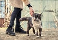 Homeless cute cat loves when a girl strokes him. Homeless animals protection concept. A spotted loving cat loves affection. Love