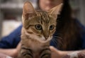 Homeless cute little kitten sits on a fluffy blanket in a veterinary clinic A kitten found on the street was brought to