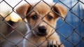 Homeless cute puppy waiting for adoption in shelter cage behind fences looking at a viewer. Royalty Free Stock Photo