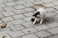 Homeless Cypriot street cat is playing with the fly on the paved littered street.