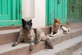 Two abandoned stray dogs lying in the street in Kathmandu in Nepal