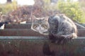 A homeless dirty gray cat.Homeless animals live in the garbage. Shallow depth of field