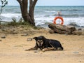 Homeless dog on the seashore Royalty Free Stock Photo