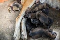 Homeless dog and baby sleeping on street with flys and flea on t Royalty Free Stock Photo