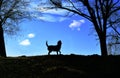 The homeless dog is bathed in sunshine