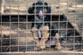 Homeless dog behind fence Royalty Free Stock Photo