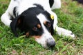 Homeless dog with a chip in its ear. Close-up portrait. Sad dog lying on the ground. Abandoned lone pet on the grass in a summer p Royalty Free Stock Photo