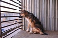 Homeless dog in a shelter behind bars, a large brown dog looks sadly through the cage,shooting a dog inside a cage,sad dog in the