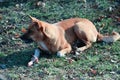 A homeless dog eats a bone in the street Royalty Free Stock Photo