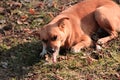 A homeless dog eats a bone in the street Royalty Free Stock Photo