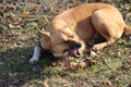 A homeless dog eats a bone in the street