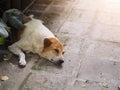 Homeless Dog is enjoyed sleeping and in sweet dream Royalty Free Stock Photo