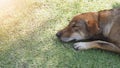 Homeless Dog is enjoyed sleeping and in sweet dream Royalty Free Stock Photo