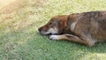 Homeless Dog is enjoyed sleeping and in sweet dream Royalty Free Stock Photo