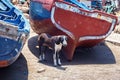 A homeless dog in the harbor of the Essaouira stands near old boats Royalty Free Stock Photo