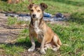 Homeless dog. A homeless cute brown dog walks in nature. A dog r