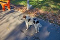 Homeless dog. A homeless cute walks in park. A dog resting on the lawn. Cute little doggie. Shelter for stray dogs Royalty Free Stock Photo