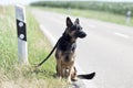 Homeless dog leave alone on street side waiting for animal shelter.  expose animal pets in holiday time Royalty Free Stock Photo