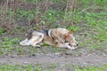 Homeless dog lies gnaws on the bone Royalty Free Stock Photo