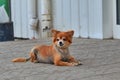 The homeless dog. The dog lies on the ground. Old dog with a sad look. Red-haired dog on the street. The old doggy lies on the si Royalty Free Stock Photo