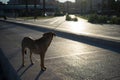 Homeless Dog Looking Back towards Sunrise