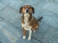 homeless dog looks with a devoted look. The dog sits on the pavement