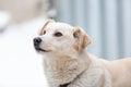 homeless dog looks with sad eyes with hope of finding home and host Royalty Free Stock Photo