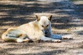 Sick dog Royalty Free Stock Photo