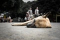 Homeless dog lying on the street of Salvador de Bahia, Brazil. Royalty Free Stock Photo