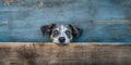 Homeless dog peeks cautiously around the corner of a worn blue wooden background, concept of Loneliness, created with