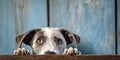 Homeless dog peeks cautiously around the corner of a worn blue wooden background, concept of Stray animal, created with Royalty Free Stock Photo