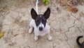 Homeless dog, Portrait of puppy relaxing on the sand beach