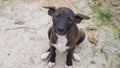 Homeless dog, Portrait of puppy relaxing on the sand beach