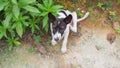 Homeless dog, Portrait of puppy relaxing on the sand beach