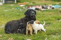 Sad dog with puppies in a junkyard. Homeless dog with puppies.