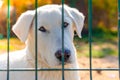 Homeless dog puppy behind dog shelter bars Royalty Free Stock Photo