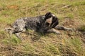 Homeless dog relaxing in the garden. cute dog enjoying the sun in the woods