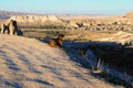 Homeless dog is resting and watching to the scenic landscape of typical geologic formations in Cappadocia Royalty Free Stock Photo