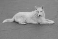 Homeless dog on the road. Black and white photo of abandoned dog on the street. Animal care, protect animals. Royalty Free Stock Photo